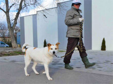 DALILA, Hund, Mischlingshund in Bulgarien - Bild 10