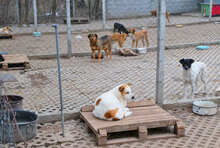 DALILA, Hund, Mischlingshund in Bulgarien - Bild 12