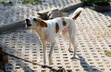 DALILA, Hund, Mischlingshund in Bulgarien - Bild 13