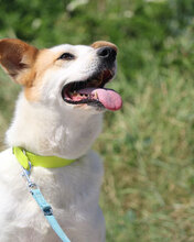 DALILA, Hund, Mischlingshund in Bulgarien - Bild 15