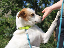 DALILA, Hund, Mischlingshund in Bulgarien - Bild 17