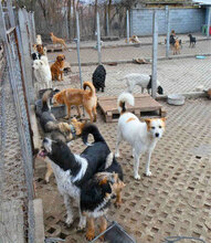 DALILA, Hund, Mischlingshund in Bulgarien - Bild 2