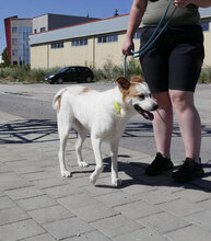 DALILA, Hund, Mischlingshund in Bulgarien - Bild 21