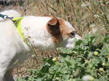 DALILA, Hund, Mischlingshund in Bulgarien - Bild 22