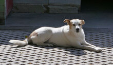 DALILA, Hund, Mischlingshund in Bulgarien - Bild 23
