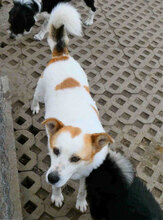 DALILA, Hund, Mischlingshund in Bulgarien - Bild 3