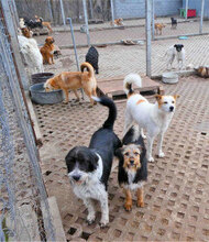DALILA, Hund, Mischlingshund in Bulgarien - Bild 4