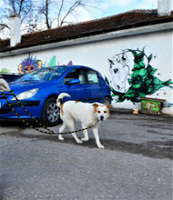 DALILA, Hund, Mischlingshund in Bulgarien - Bild 5