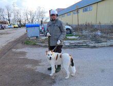 DALILA, Hund, Mischlingshund in Bulgarien - Bild 7