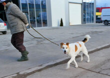 DALILA, Hund, Mischlingshund in Bulgarien - Bild 8