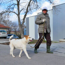 DALILA, Hund, Mischlingshund in Bulgarien - Bild 9