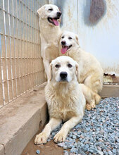ARMANDO, Hund, Mischlingshund in Italien - Bild 13