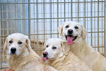 ARMANDO, Hund, Mischlingshund in Italien - Bild 14