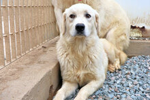 ARMANDO, Hund, Mischlingshund in Italien - Bild 2