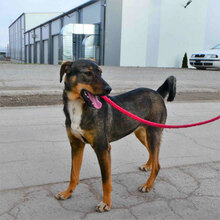 JOVITA, Hund, Mischlingshund in Bulgarien - Bild 1