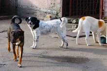 JOVITA, Hund, Mischlingshund in Bulgarien - Bild 10