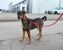 JOVITA, Hund, Mischlingshund in Bulgarien - Bild 2