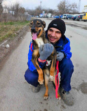 JOVITA, Hund, Mischlingshund in Bulgarien - Bild 3