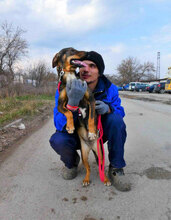 JOVITA, Hund, Mischlingshund in Bulgarien - Bild 4