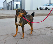 JOVITA, Hund, Mischlingshund in Bulgarien - Bild 5