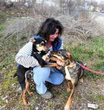 JOVITA, Hund, Mischlingshund in Bulgarien - Bild 6