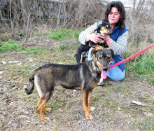 JOVITA, Hund, Mischlingshund in Bulgarien - Bild 7