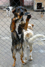 JOVITA, Hund, Mischlingshund in Bulgarien - Bild 8