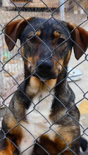 JOVITA, Hund, Mischlingshund in Bulgarien - Bild 9