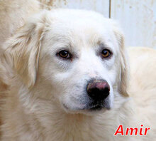 AMIR, Hund, Mischlingshund in Italien - Bild 1