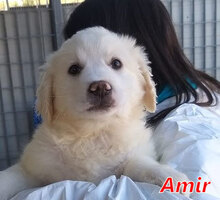AMIR, Hund, Mischlingshund in Italien - Bild 12