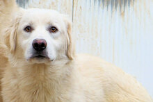 AMIR, Hund, Mischlingshund in Italien - Bild 3