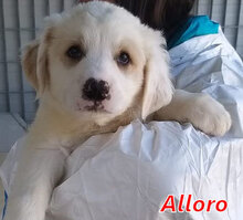 ALLORO, Hund, Mischlingshund in Italien - Bild 10