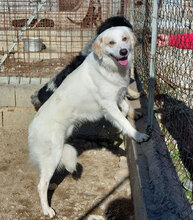 ALLORO, Hund, Mischlingshund in Italien - Bild 2