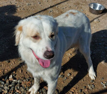 ALLORO, Hund, Mischlingshund in Italien - Bild 6
