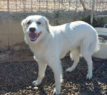 ALLORO, Hund, Mischlingshund in Italien - Bild 8