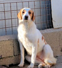 ADUA, Hund, Mischlingshund in Italien - Bild 10