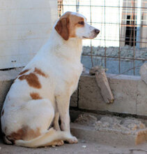 ADUA, Hund, Mischlingshund in Italien - Bild 11
