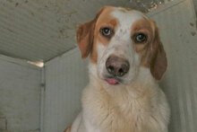 ADUA, Hund, Mischlingshund in Italien - Bild 12