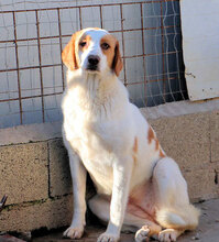 ADUA, Hund, Mischlingshund in Italien - Bild 3