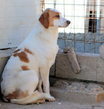 ADUA, Hund, Mischlingshund in Italien - Bild 4