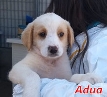 ADUA, Hund, Mischlingshund in Italien - Bild 8