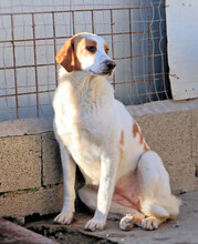 ADUA, Hund, Mischlingshund in Italien - Bild 9