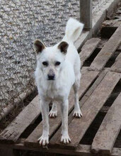 DELIA, Hund, Mischlingshund in Bulgarien - Bild 1