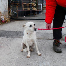 DELIA, Hund, Mischlingshund in Bulgarien - Bild 10