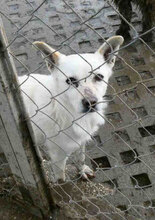 DELIA, Hund, Mischlingshund in Bulgarien - Bild 2