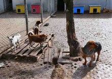 DELIA, Hund, Mischlingshund in Bulgarien - Bild 3