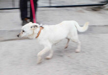 DELIA, Hund, Mischlingshund in Bulgarien - Bild 6