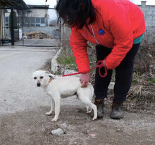 DELIA, Hund, Mischlingshund in Bulgarien - Bild 8