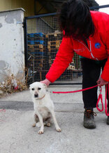 DELIA, Hund, Mischlingshund in Bulgarien - Bild 9