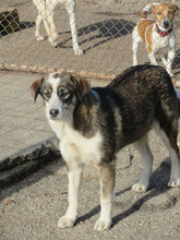 OUZY, Hund, Mischlingshund in Bulgarien - Bild 1